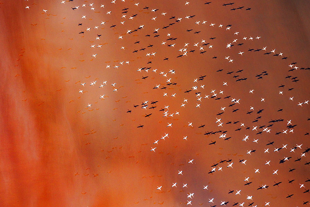 Lesser Flamingos (Phoeniconaias minor), in flight, Lake Magadi, Kenya, Africa