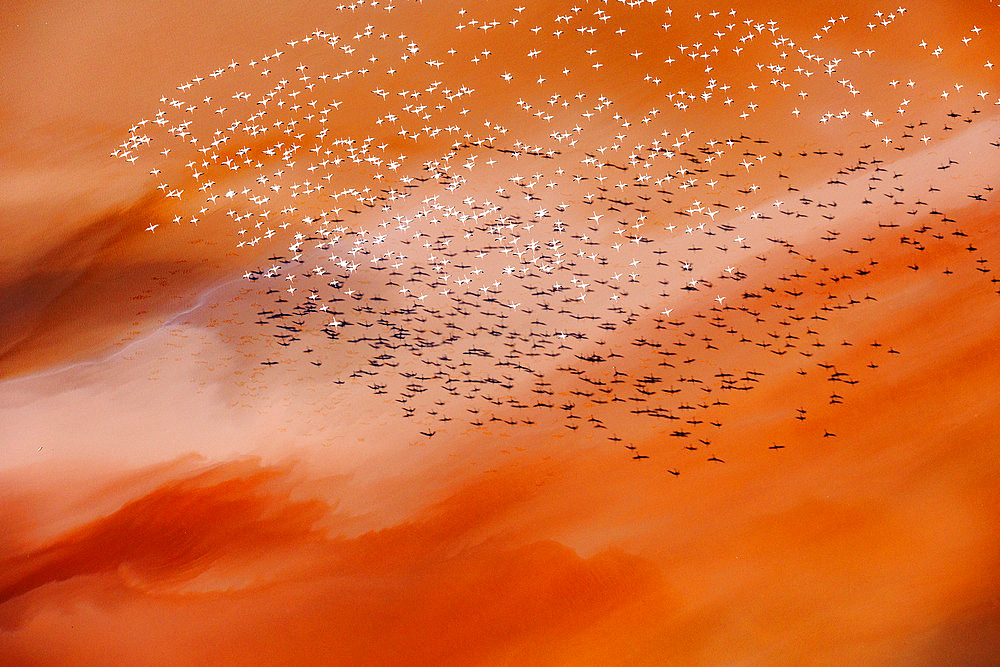 Lesser Flamingos (Phoeniconaias minor), in flight, Lake Magadi, Kenya, Africa