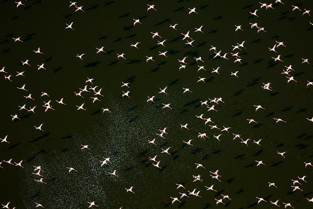 Lesser Flamingos (Phoeniconaias minor), in flight, Lake Magadi, Kenya, Africa