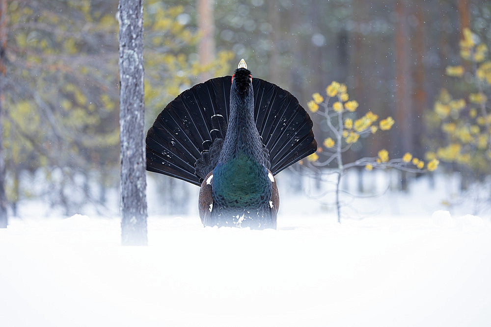 Western Capercaillie (Tetrao urogallus), male on parade in a winter atmosphere. Kuusamo region, Finland.