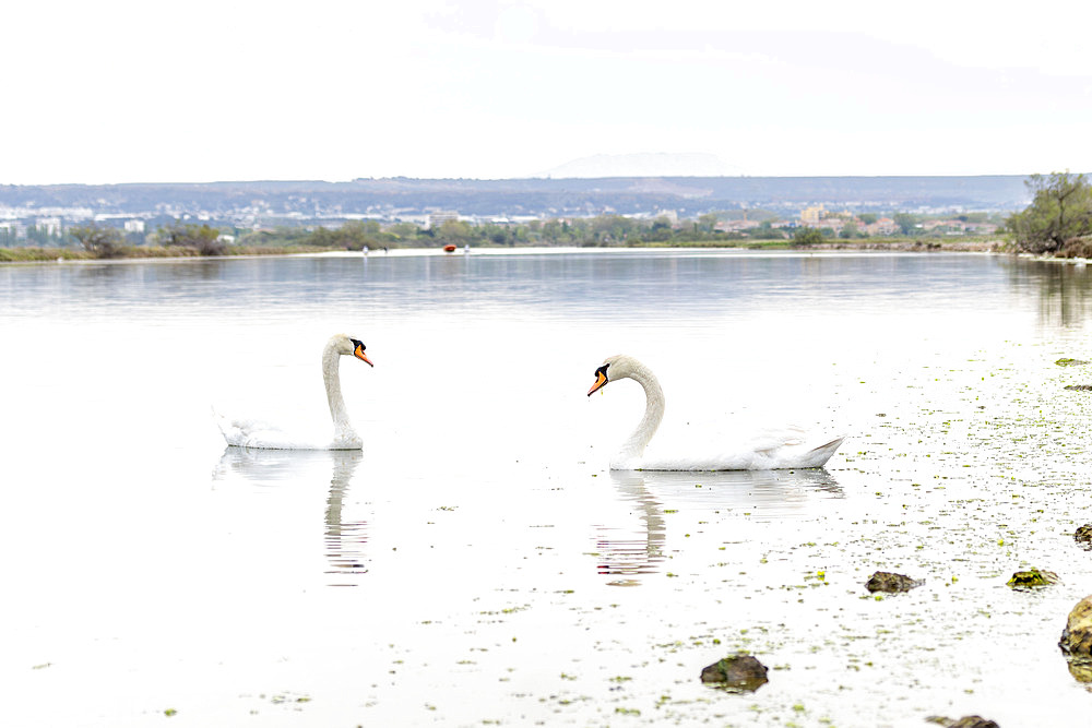 Mute Swans (Cygnus olor) feeding on algae, Etang de Bolmon, Bouches-du-Rhone, France