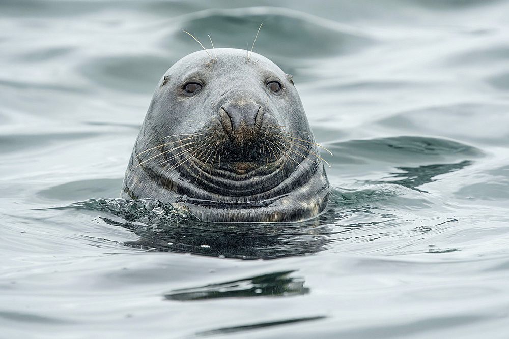 Grey seal (Halichoerus grypus) Shetland Isles, Scotland, UK, Atlantic Ocean