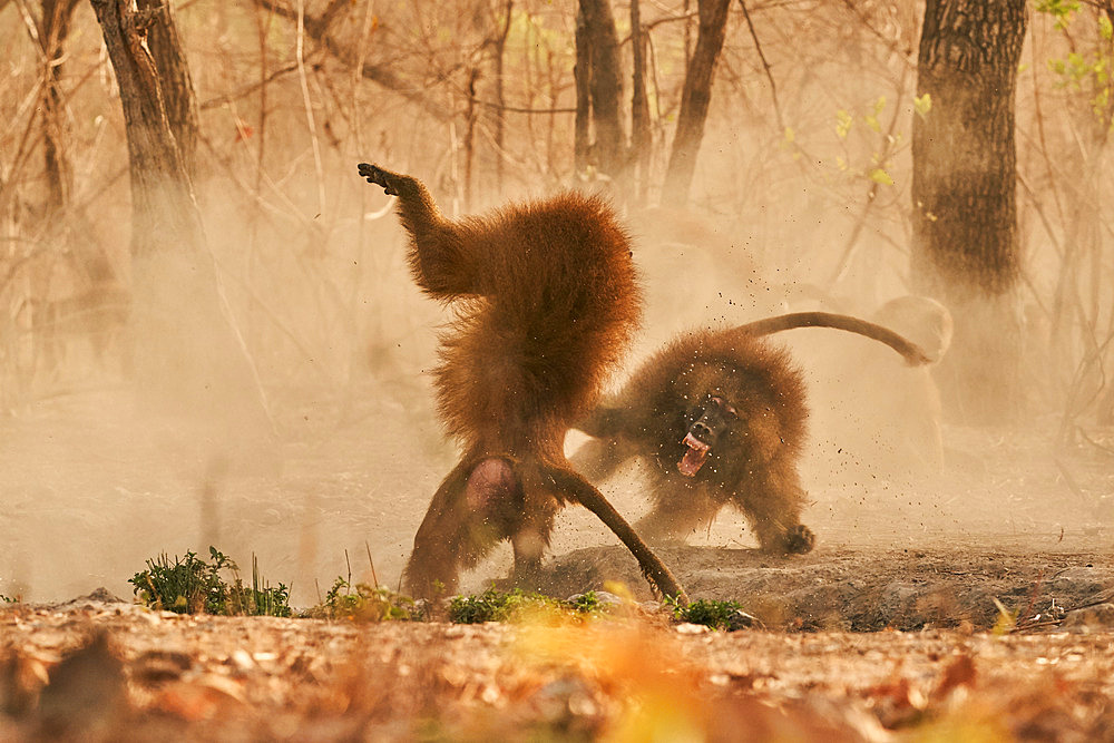 Fighting Baboon chacma (Papio ursinus), Niokolo Koba National Park, Senegal