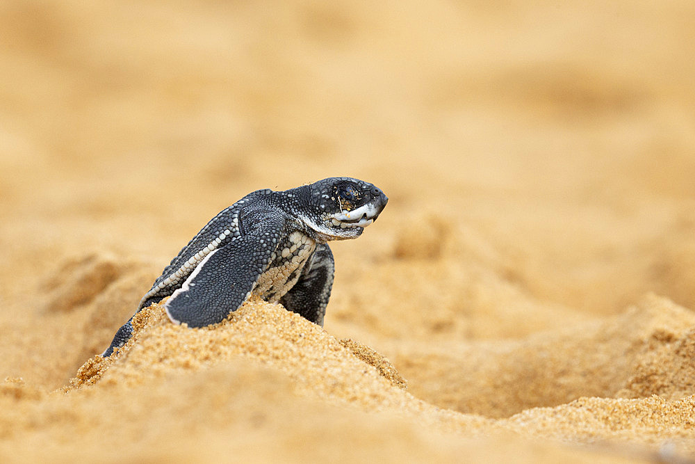 Emergence of young leatherback turtle (Dermochelys coriacea) in the sand, Remire Montjoly, French Guiana