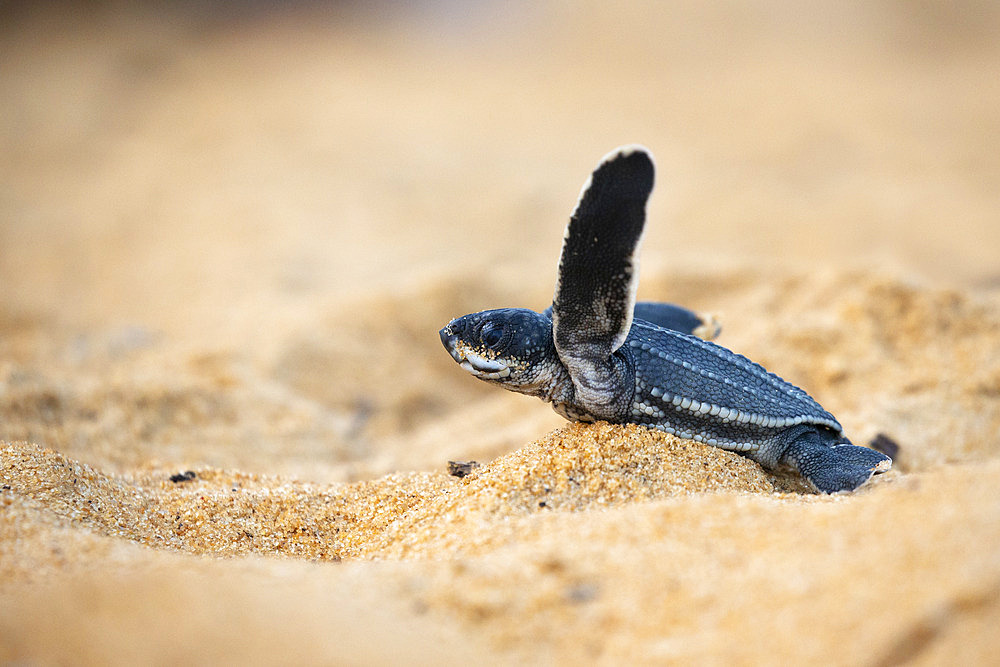 Emergence of young leatherback turtle (Dermochelys coriacea) in the sand, Remire Montjoly, French Guiana