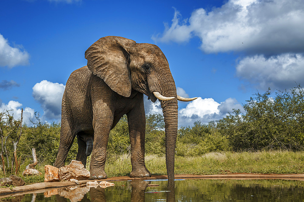 African bush elephant (Loxodonta africana) drinking front view in waterhole in Kruger National park, South Africa