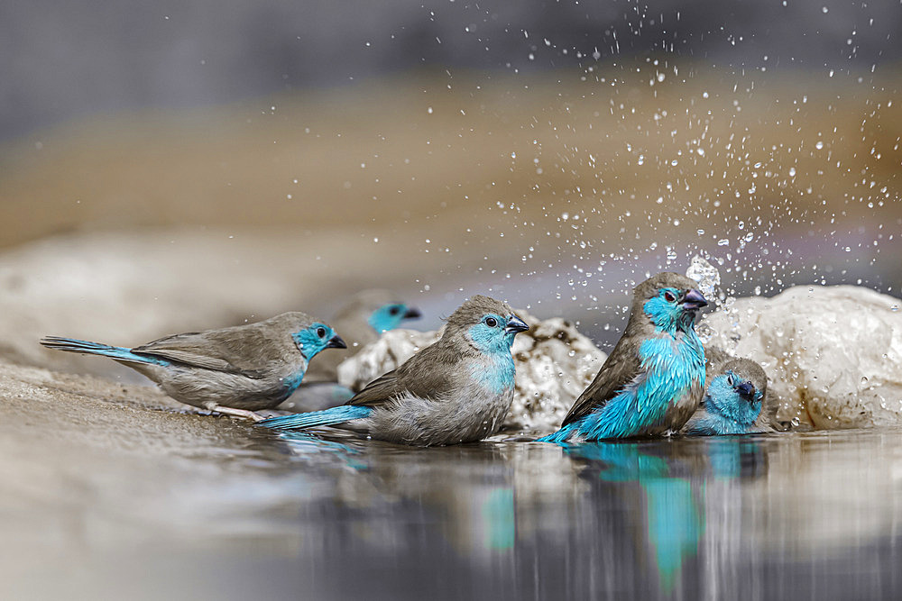 Flock of Blue-breasted Cordonbleu (Uraeginthus angolensis) bathing in waterhole in Kruger National park, South Africa