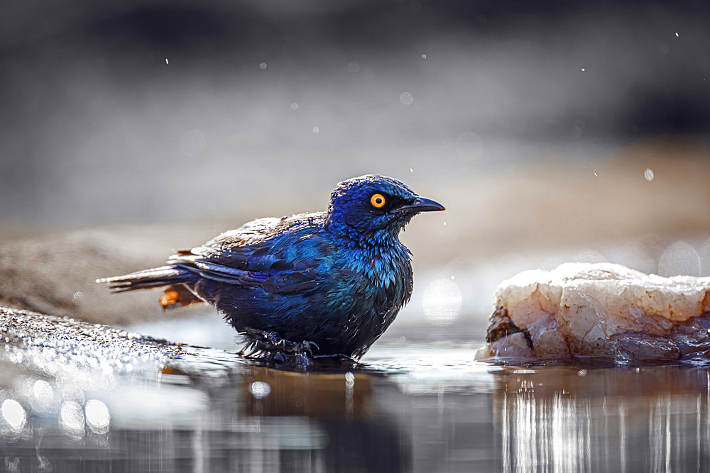 Cape Glossy Starling (Lamprotornis nitens) bathing backlit in waterhole in Kruger National park, South Africa