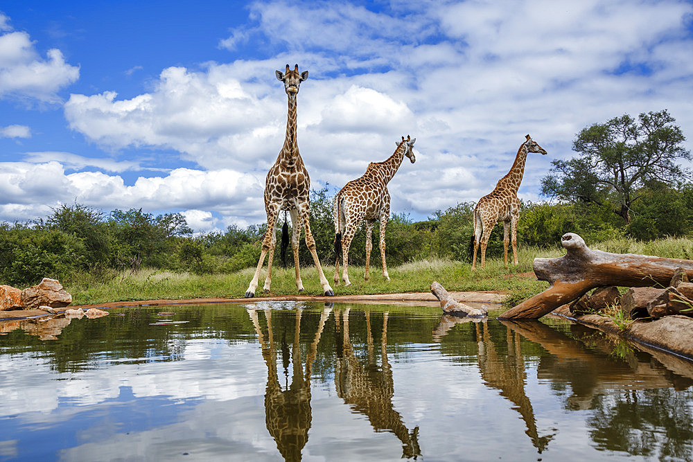 Three Giraffes (Giraffa camelopardalis) along waterhole with reflection in Kruger National park, South Africa