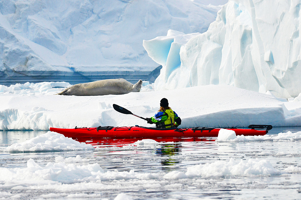 Kayakist inear a Weddel seal in Andvord bay near Neko Harbour. Cruise on board Exploris One. Antarctic.