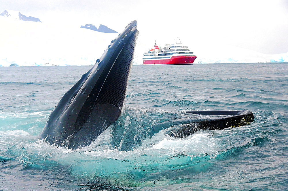 Humpback whales eating krill. Cruise on board Exploris One. Antarctic.