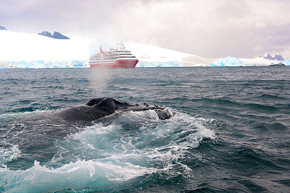 Humpback whale blowing in surface. Cruise on board Exploris One. Antarctic.