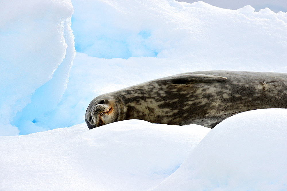 Crabeater seal on an iceberg. Cruise on board Exploris One. Antarctic.