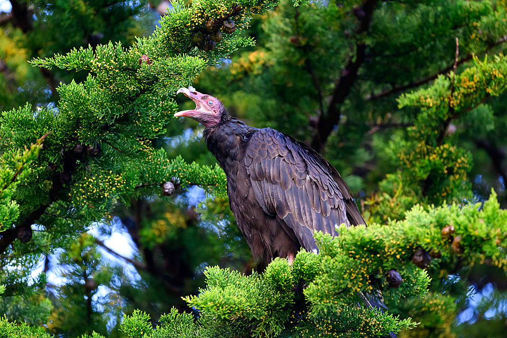 Turkey Vulture (Cathartes aura falklandicus) yawning, Port Stanley, Falkland