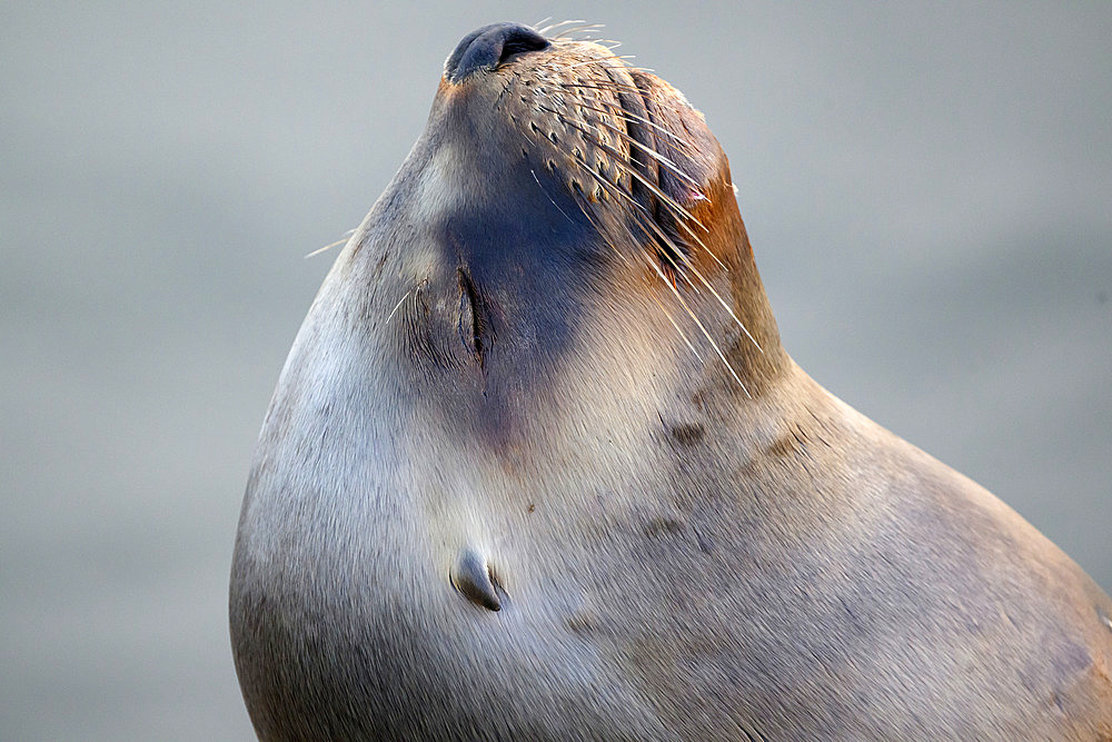 South American sea lion (Otaria flavescens) resting on a dock of Port Stanley, Falkland