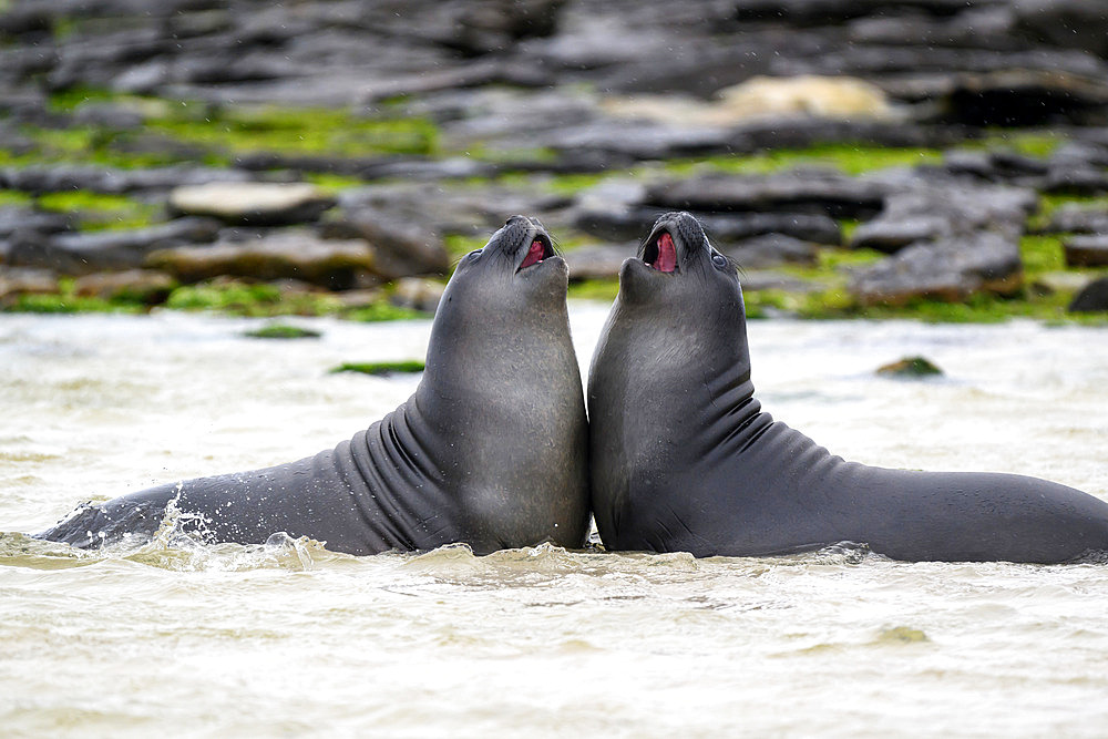 Southern elephant seal (Mirounga leonina) young playing , Carcass Island, Falkland