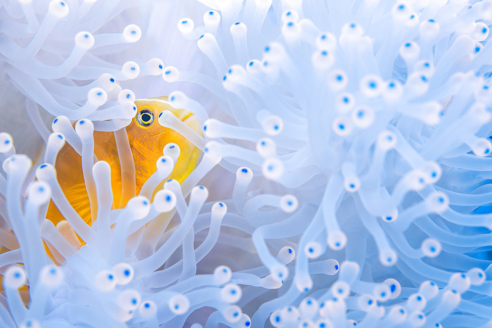 Skunk clownfish (Amphiprion akallopisos) hidden in the bleached tentacles of a magnificent anemone (Heteractis magnifica) by the extreme temperatures of the El Nino phenomenon 2024, Mayotte