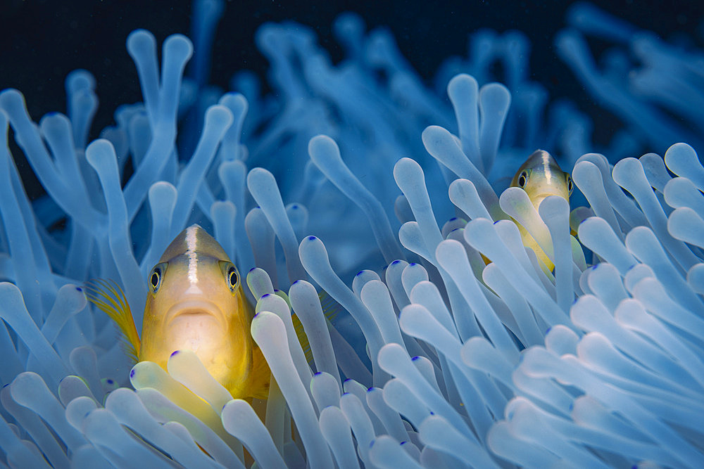 Skunk clownfish (Amphiprion akallopisos) pair hidden in the bleached tentacles expelling their symbiotic alga of a magnificent anemone (Heteractis magnifica) by the extreme temperatures of the El Nino phenomenon 2024, Mayotte