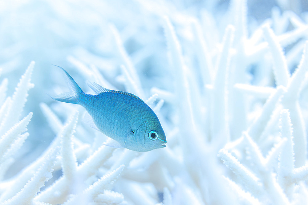 Blue-green damselfish (Chromis viridis) in a coral colony bleached by the El Nino 2024 phenomenon. If bleaching lasts too long, the coral colony will die, taking with it the habitat of these magnificent little tropical fish. Mayotte