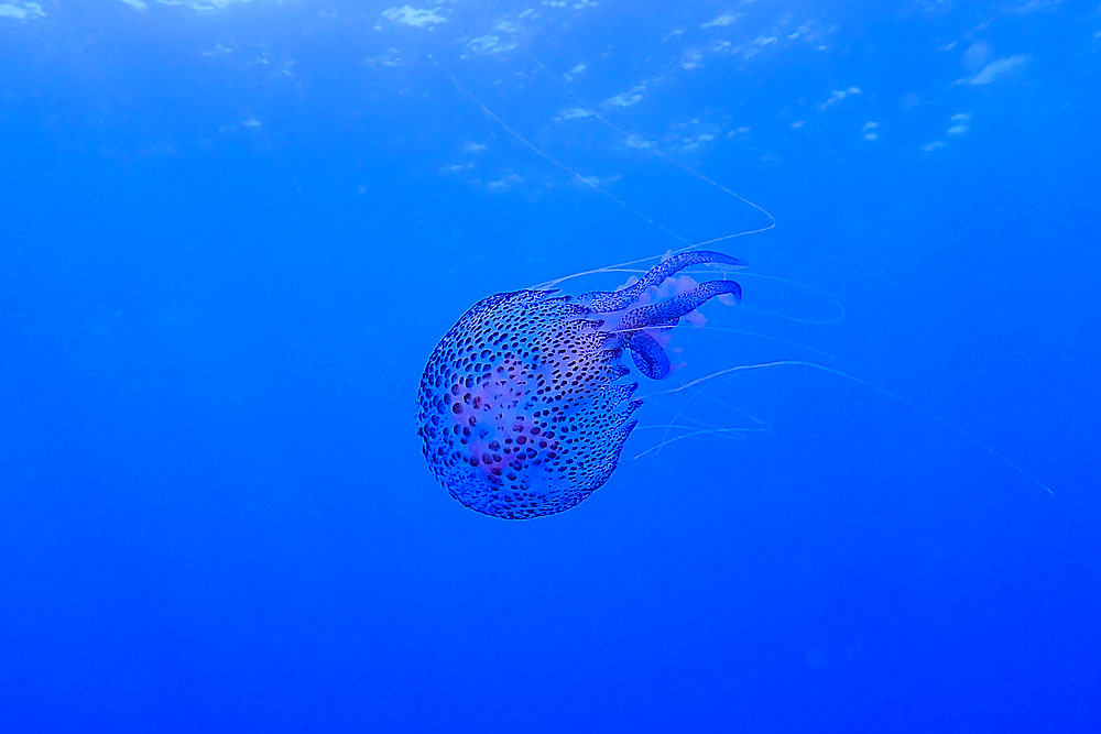 Mauve stinger (Pelagia noctiluca), Poisson Lune dive site, le Dramont. Var. France.