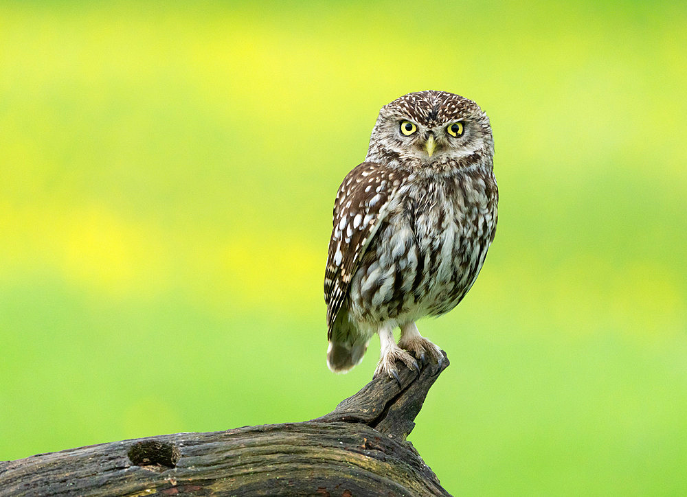 Little owl (Athena noctua) perched on a branch, England