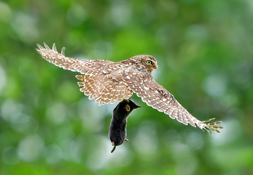 Little owl (Athena noctua) in flight with a mole in his talons(Talpa europaea), England