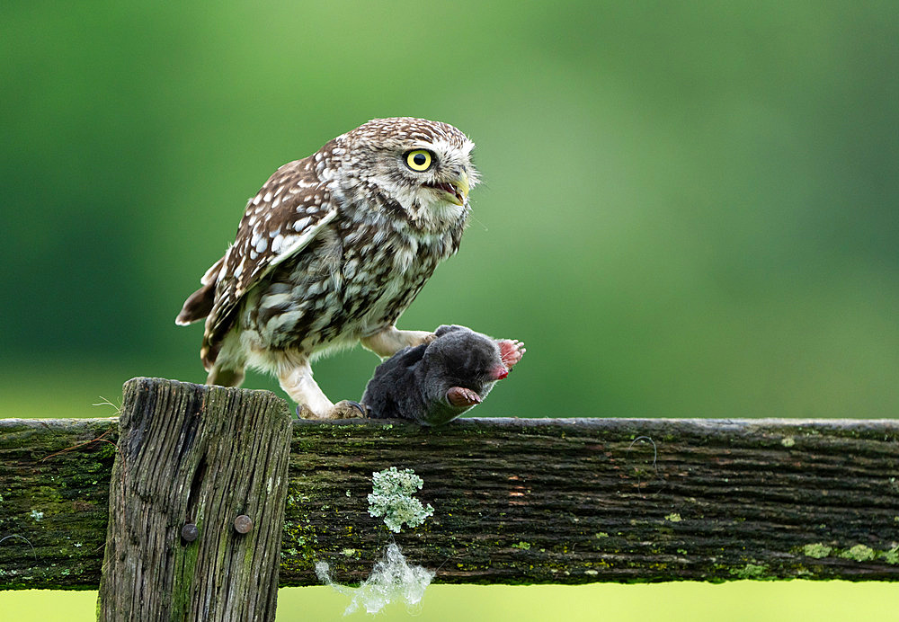 Little owl (Athena noctua) perched on a fence with a mole in her talons, England