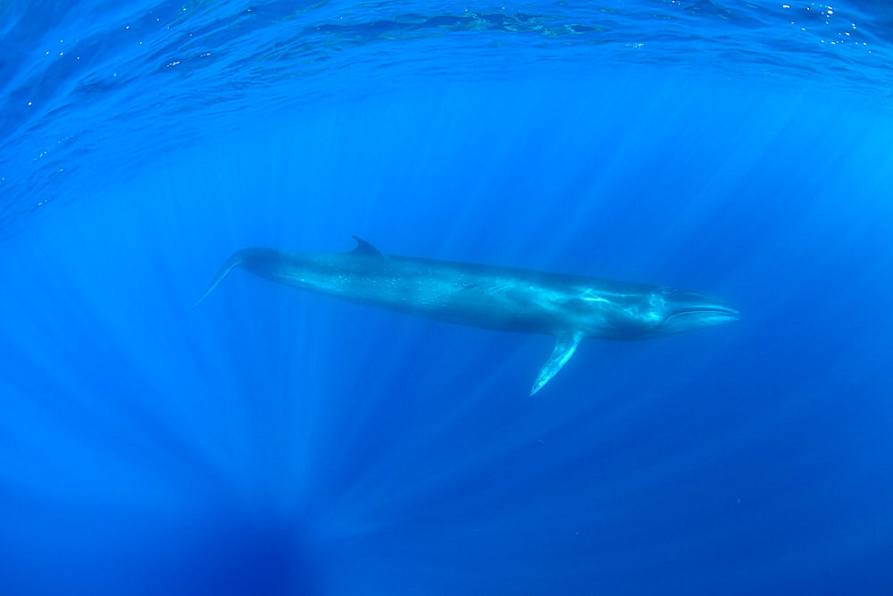 Sei whale (Balaenoptera borealis) is a baleen whale, the third-largest rorqual after the blue whale and the fin whale. Azores, Portugal, Atlantic Ocean.