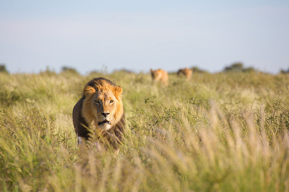 African male lion (Panthera leo) walks through the dry grass followed by two females, Kgalagadi National Park, South Africa