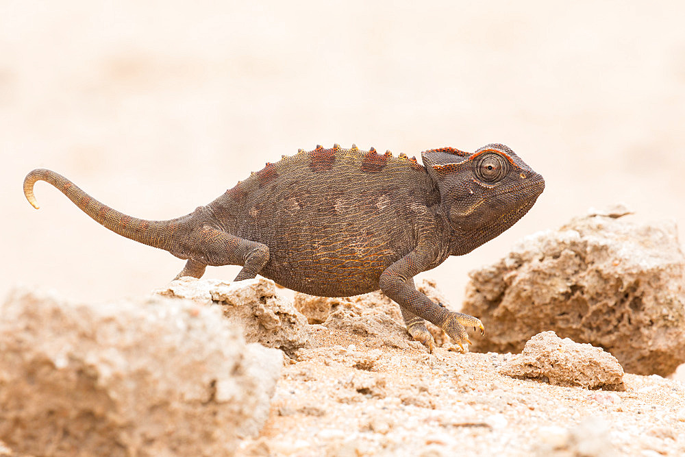 Namaqua chameleon (Chamaeleo namaquensis), Namib-Naukluft National Park, Namibia