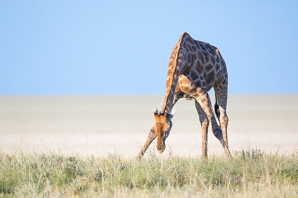 Giraffe (Giraffa camelopardalis) bending down to eat grass in the barren landscape of the Etosha pan, Etosha National Park, Namibia