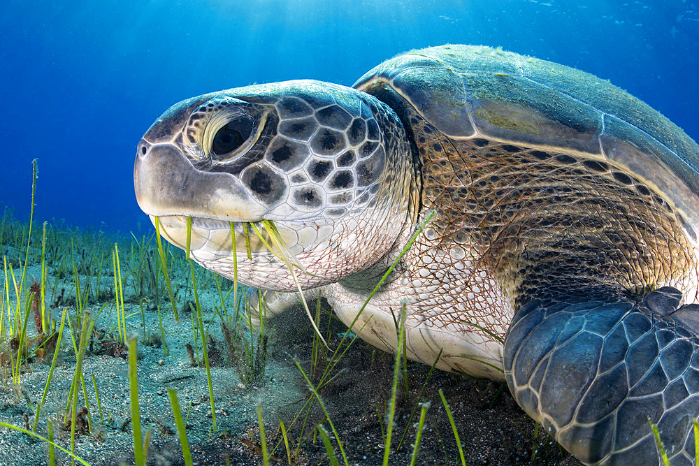 Green sea turtle (Chelonia mydas) in seagrass - seagrass, sebadal, seba (Cymodocea nodosa). Of all the sea turtles that exist, it is the only omnivorous species, feeding in its subadult and adult state on marine plants and algae. Underwater bottoms of the Canary Islands, Tenerife.