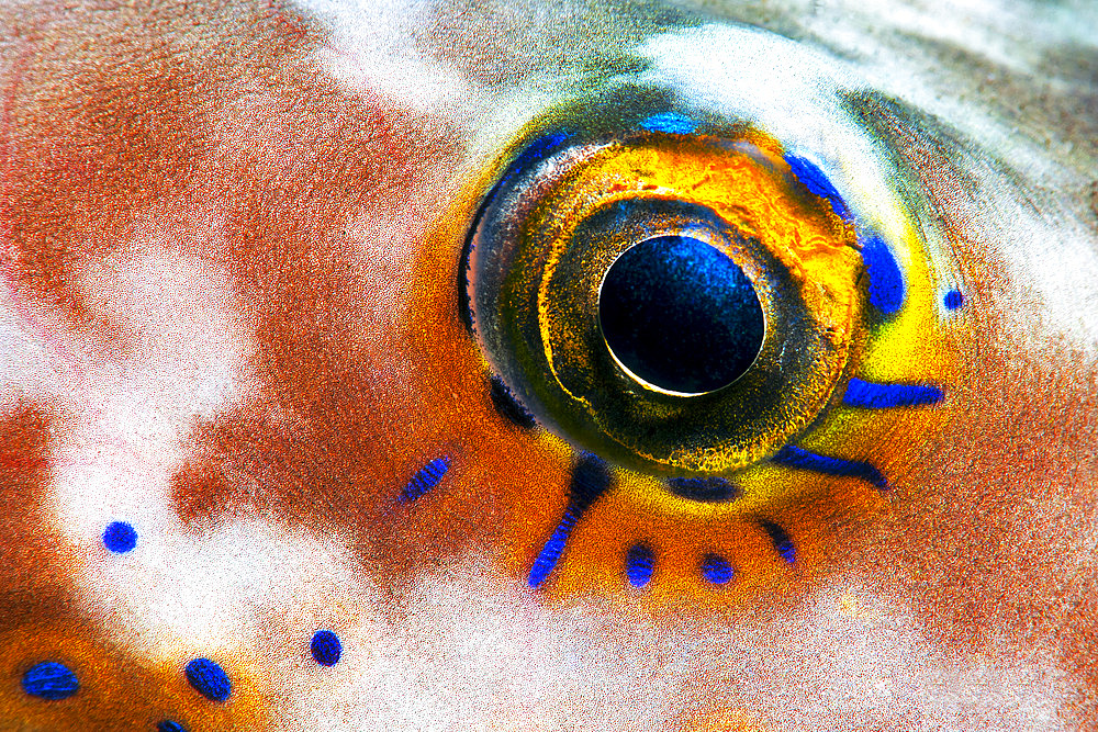 Sharpnose puffer (Canthigaster capistratus). Eye detail. Fish of the Canary Islands, Tenerife.