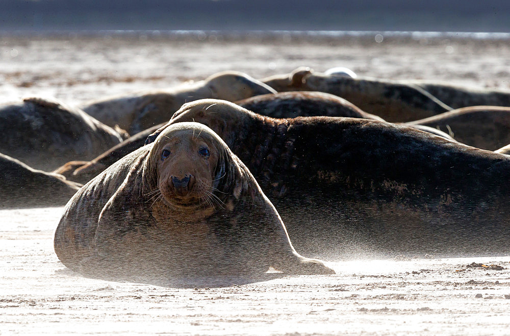 Grey seal (Halichoerus grypus) laying on the beach, England