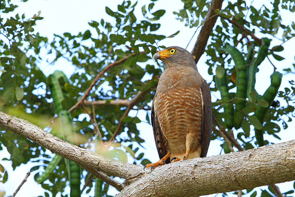 Roadside Hawk (Rupornis magnirostris) adult on a branch observing its territory, Costa Rica