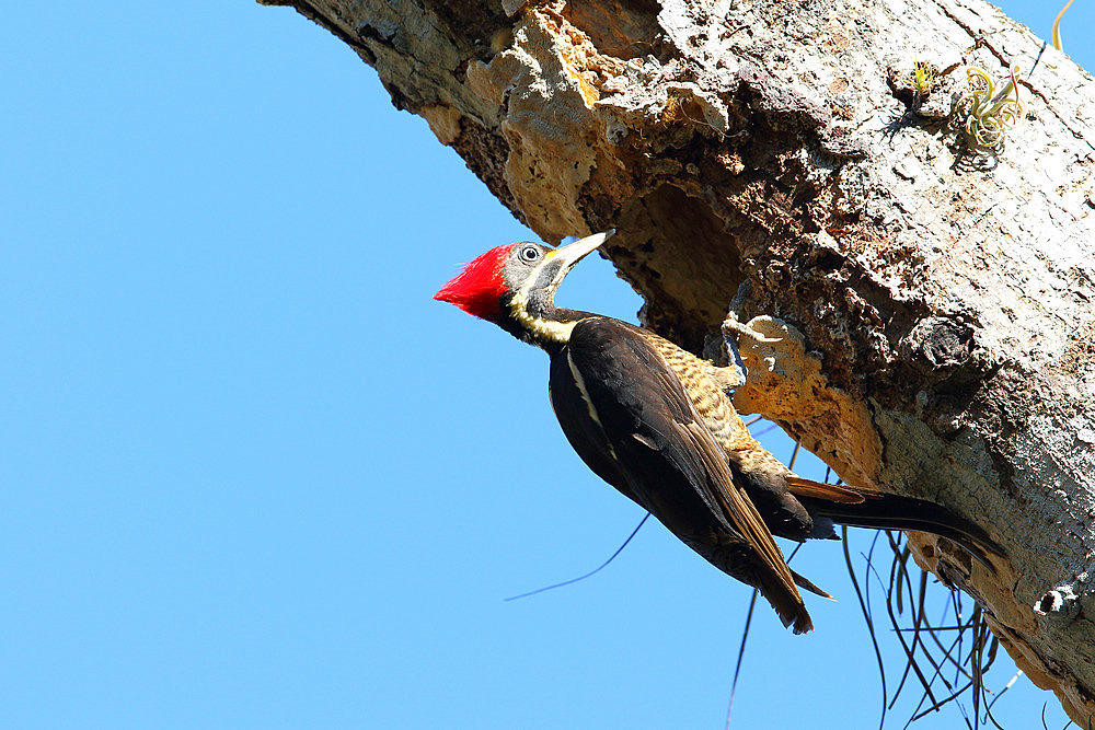 Lineated Woodpecker (Dryocopus lineatus) adult female looking for larvae on a trunk against a blue sky, Costa Rica