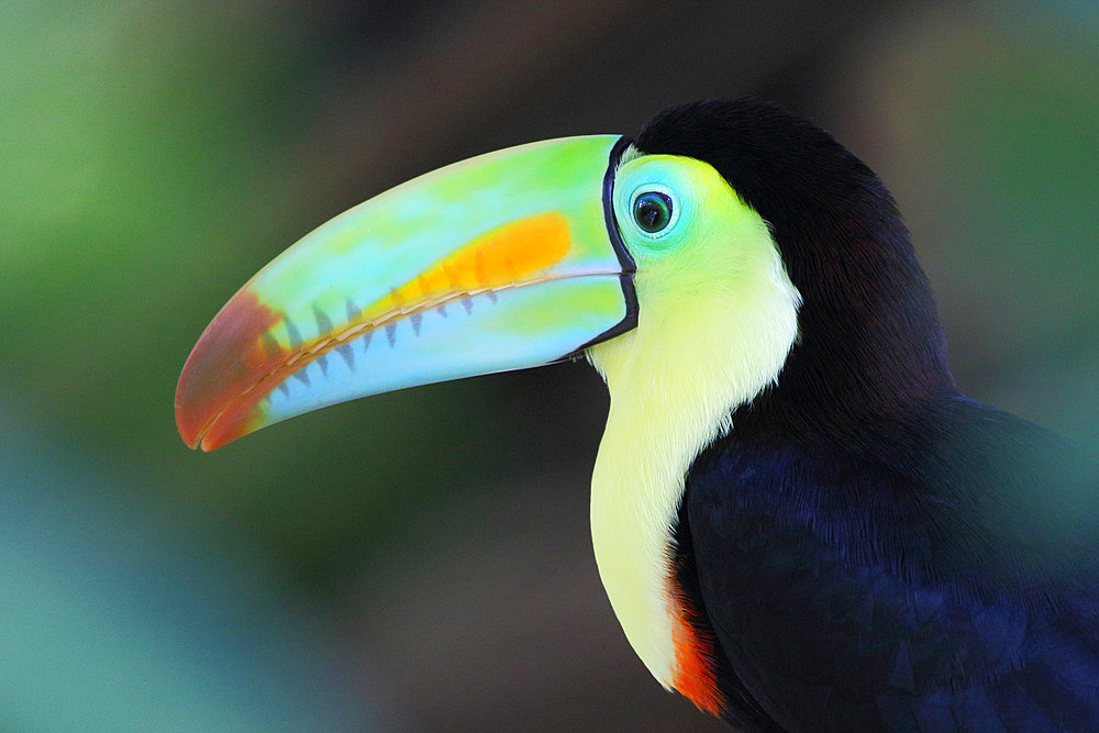 Keel-billed Toucan (Ramphastos sulfuratus) adult close-up in dark forest, Costa Rica