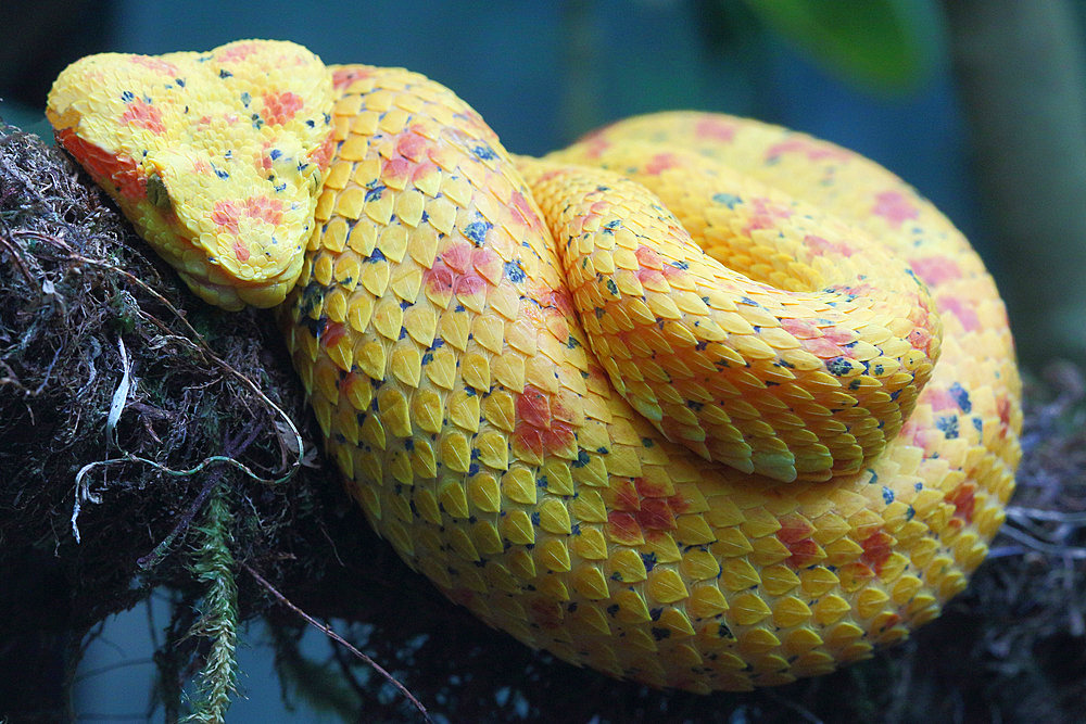 Schlegel's viper (Bothriechis schlegelii) venomous nocturnal adult curled up at rest on a branch, Costa Rica