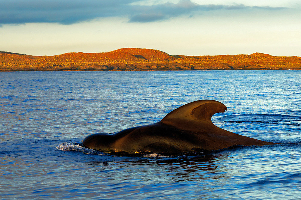 Pilot whale (Globicephala macorhynchus) on surface. Coast of Punta Rasca. Tenerife, Canary Islands.