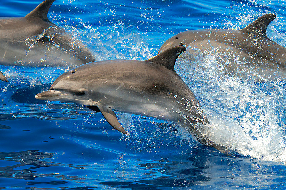 Atlantic spotted dolphin (Stenella frontalis). Juvenile jumping on the surface. Tenerife, Canary Islands.