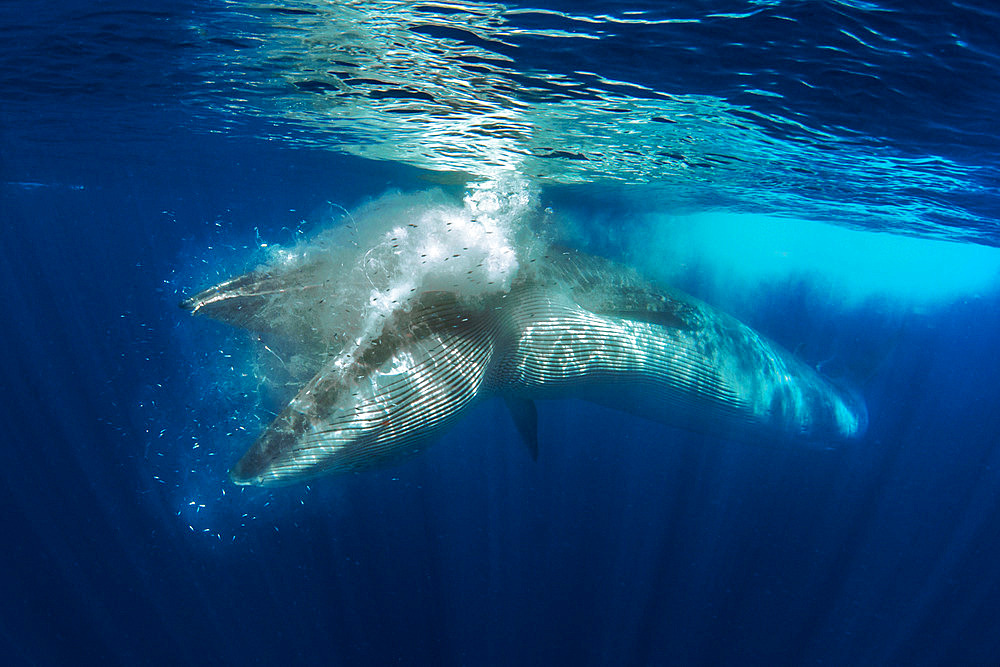 Whale eating. Bryde's whale (Balaenoptera brydei, edeni) - Fr: Rorqual de Bryde - Sp: Rorcual tropical. Tenerife, Canary Islands.