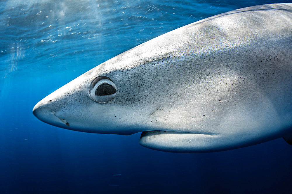 Blue shark (Prionace glauca). North Atlantic Ocean, Canary Islands.