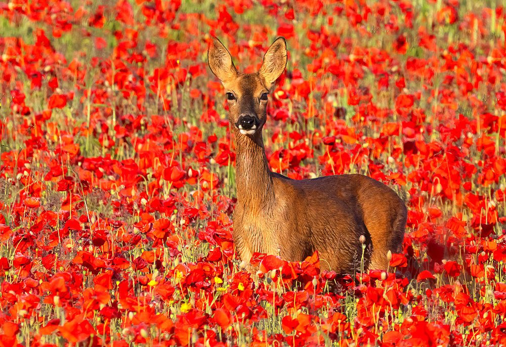 Roe deer (Capreolus capreolus) standing amongst poppy (Papaver rhoeas), England