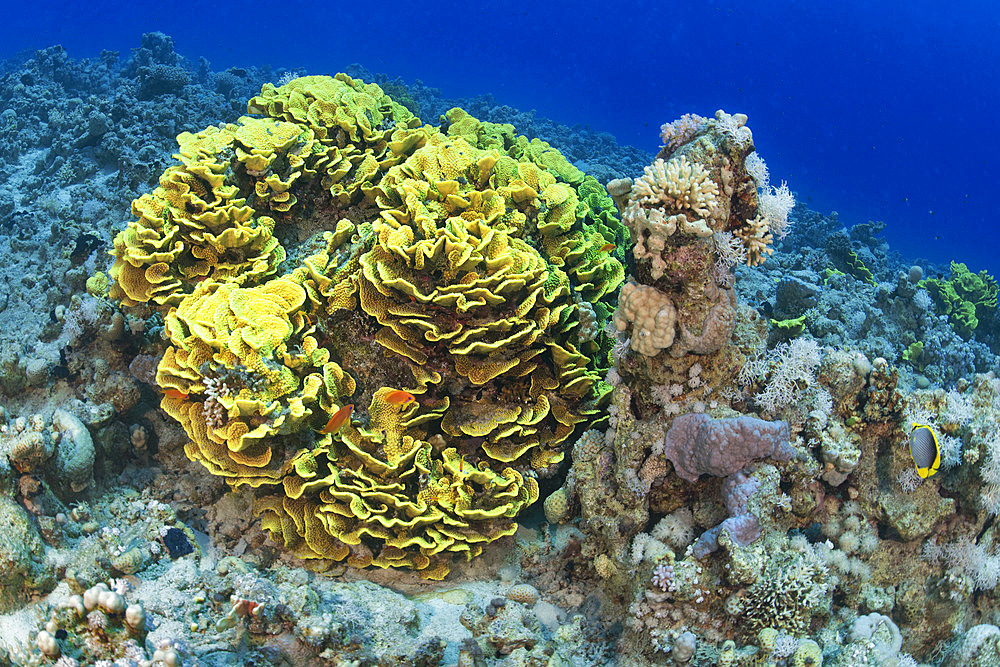 Yellow scroll coral, coral lettuce;Turbinaria reniformis). Coral reef. Ras Muhammad National Park;Sharm Al Sheikh - Raas Mohammed) and Tiran Strait. Red Sea, Egypt.