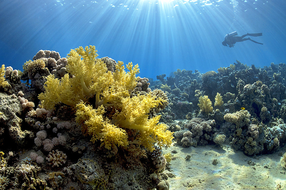 Soft coral;Dendronephthya sp). Coral reef. Ras Muhammad National Park;Sharm Al Sheikh - Raas Mohammed) and Tiran Strait. Sinai Peninsula. Red Sea, Egypt.