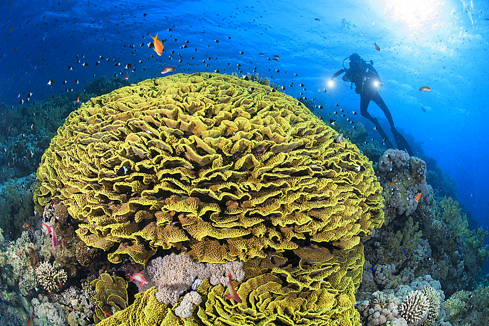 Yellow scroll coral, coral lettuce;Turbinaria reniformis). Coral reef. Ras Muhammad National Park;Sharm Al Sheikh - Raas Mohammed) and Tiran Strait. Red Sea, Egypt.