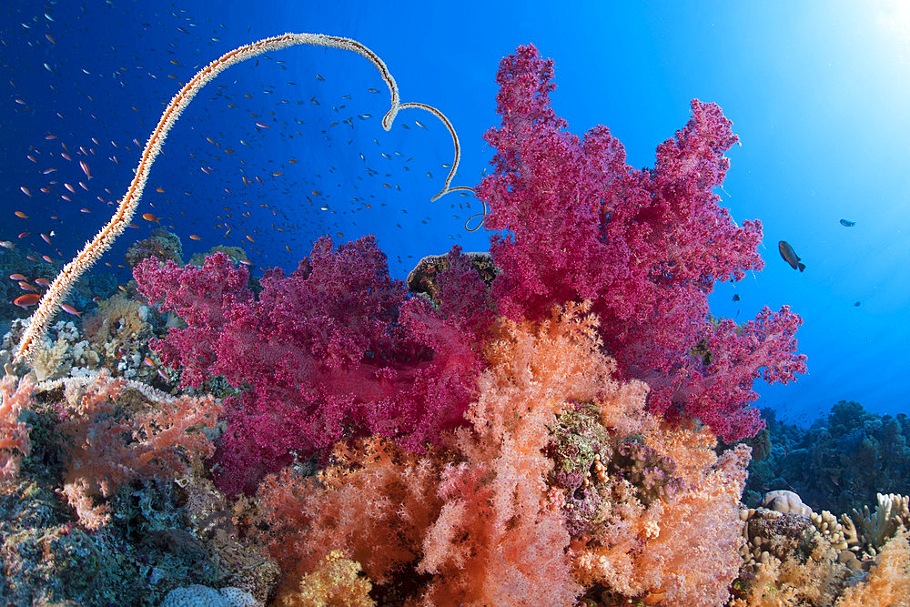 Soft coral;Dendronephthya sp) and whip coral;Junceella sp). Coral reef. Ras Muhammad National Park;Sharm Al Sheikh - Raas Mohammed) and Tiran Strait. Sinai Peninsula. Red Sea, Egypt.