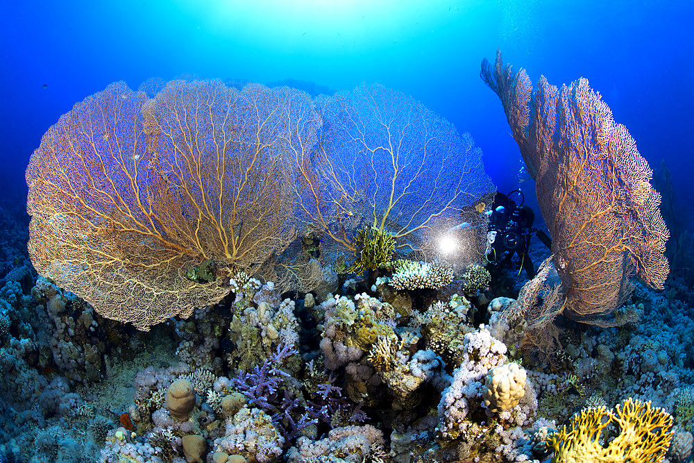 Giant gorgonians of the genus Annella. Coral reef. Ras Muhammad National Park;Sharm Al Sheikh - Raas Mohammed) and Tiran Strait. Sinai Peninsula. Red Sea, Egypt.