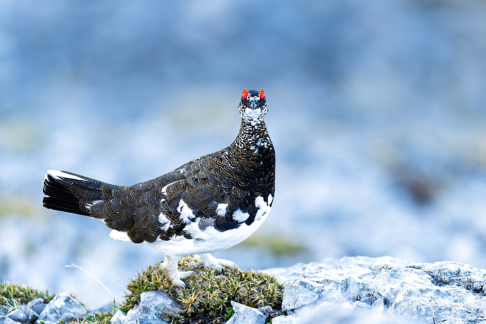 Rock ptarmigan;Lagopus muta) on a rock at the top of a mountain, Alps, Austria.