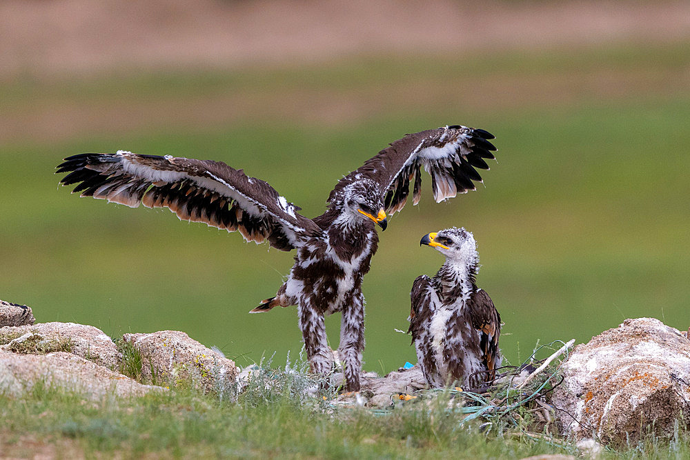 Steppe Eagle;Aquila nipalensis), nest on the ground with 2 chicks, Steppe, Eastern Mongolia, Mongolia, Asia